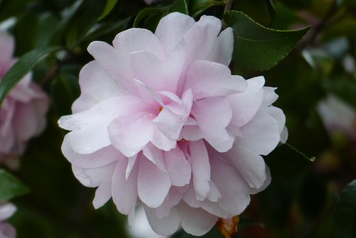 八重の山茶花
