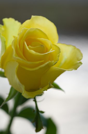SIGMA MACRO 70mm F2.8