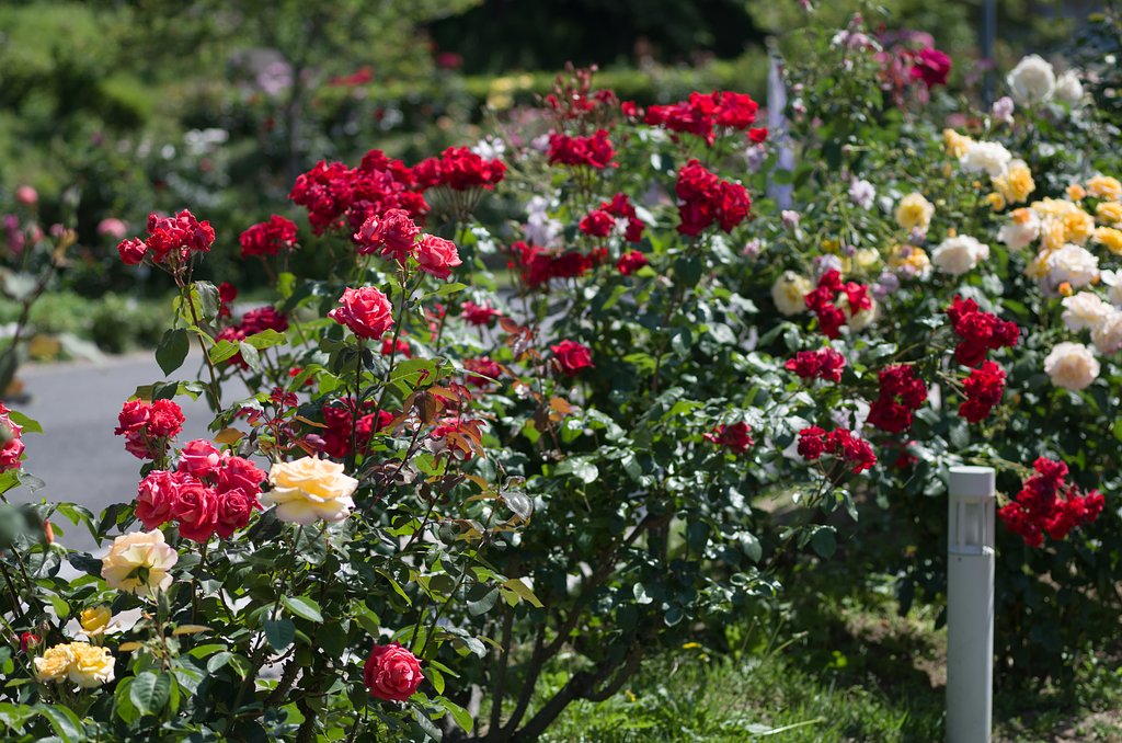 薔薇園