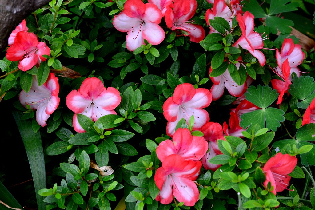 皐月の花