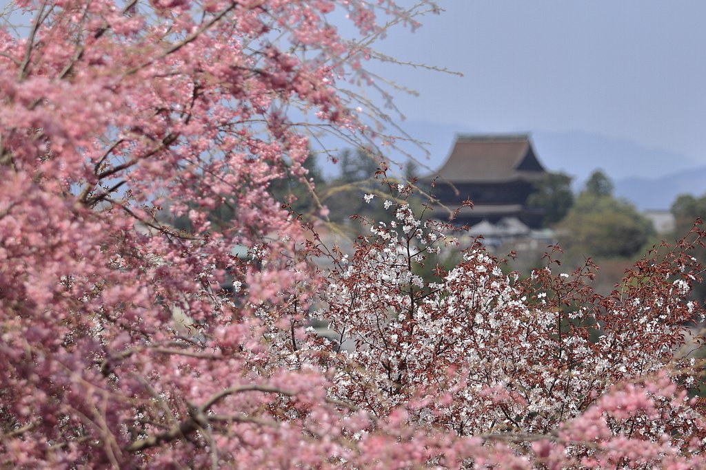 蔵王堂を望む
