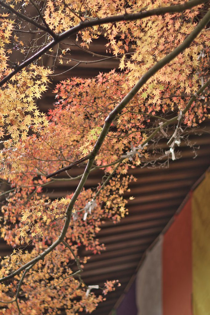 EF85 F1.2LⅡ