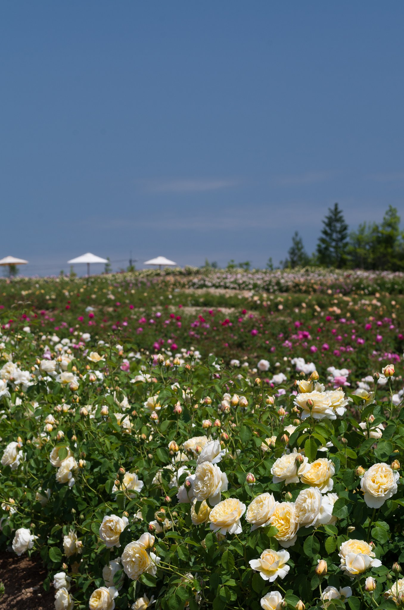 薔薇園