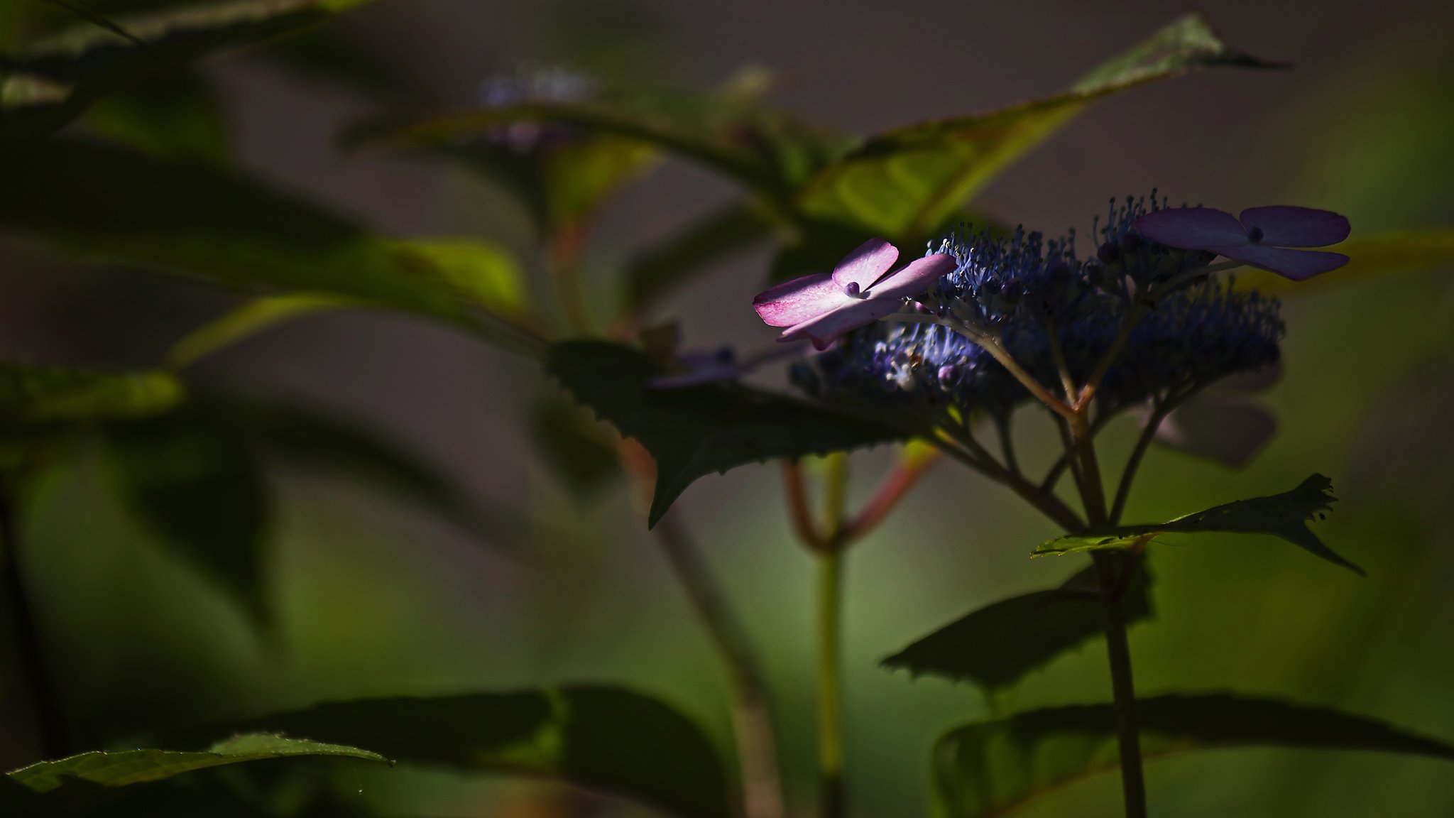 木漏れ日山紫陽花