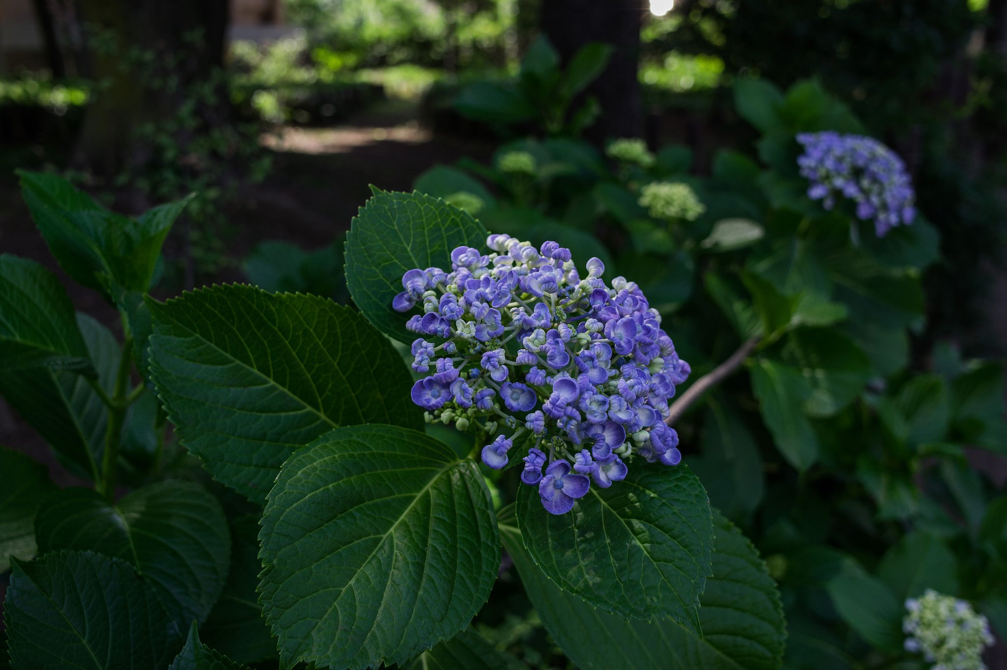 木漏れ日の紫陽花