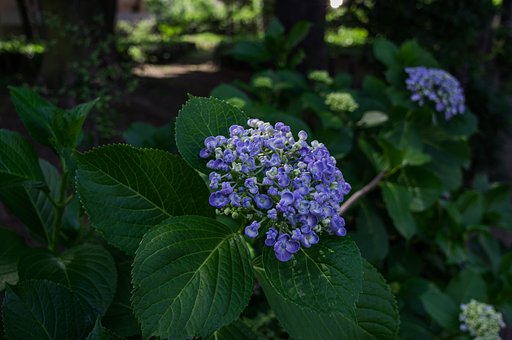 木漏れ日の紫陽花