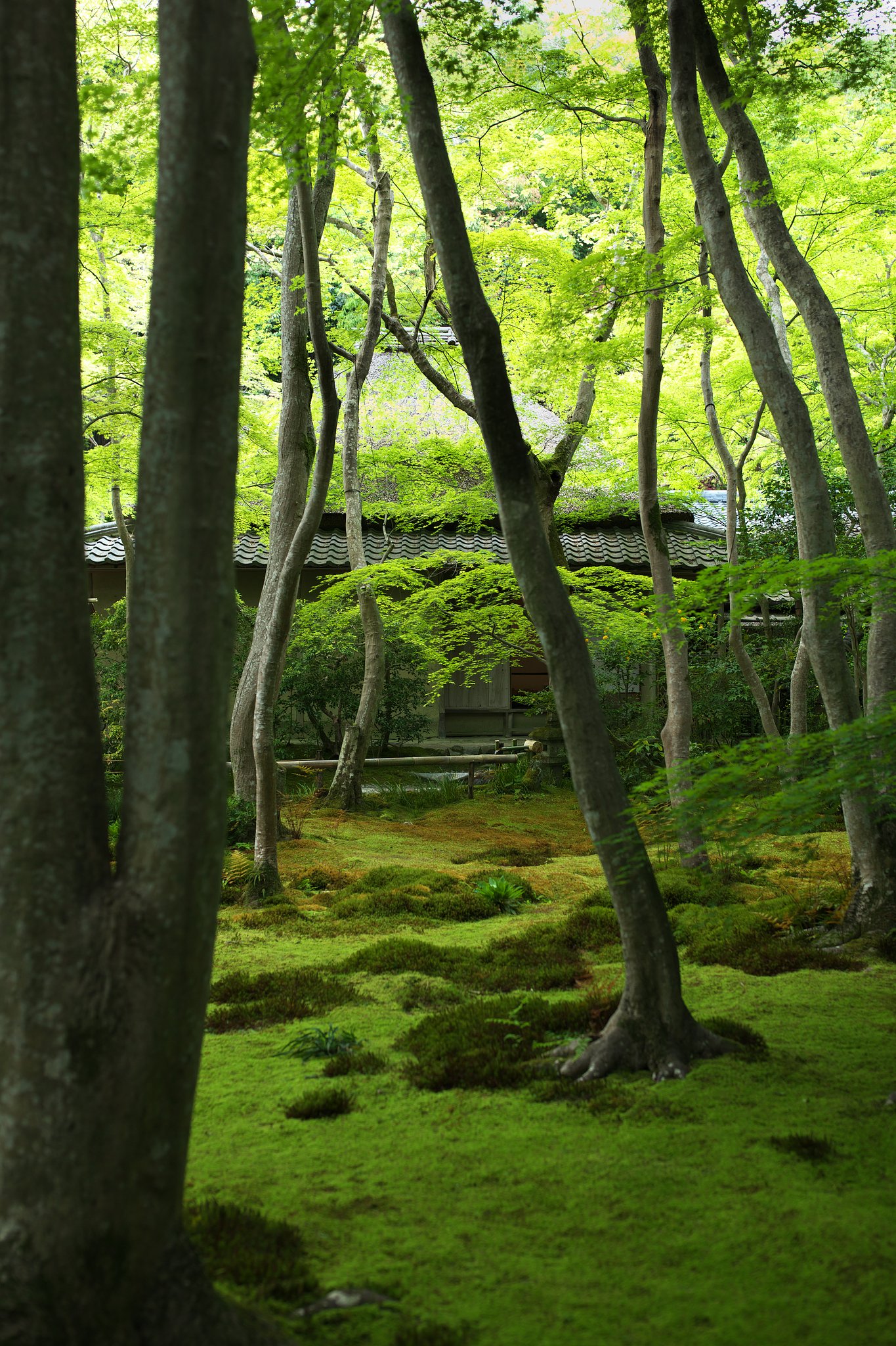 祇王寺