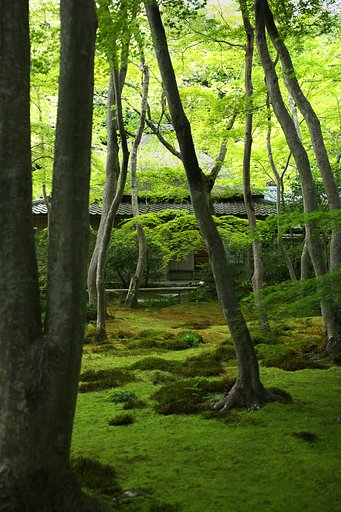 祇王寺