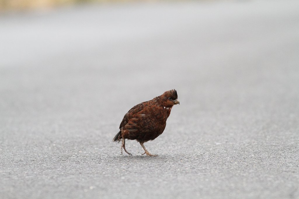 謎の野鳥