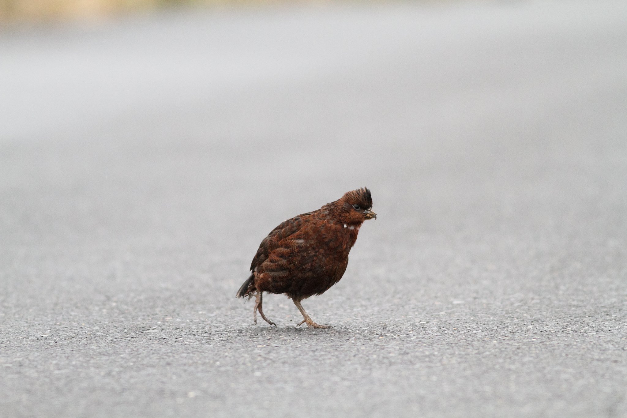 謎の野鳥