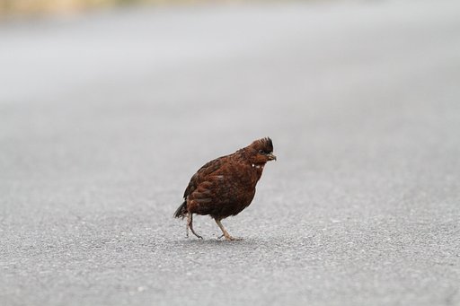 謎の野鳥