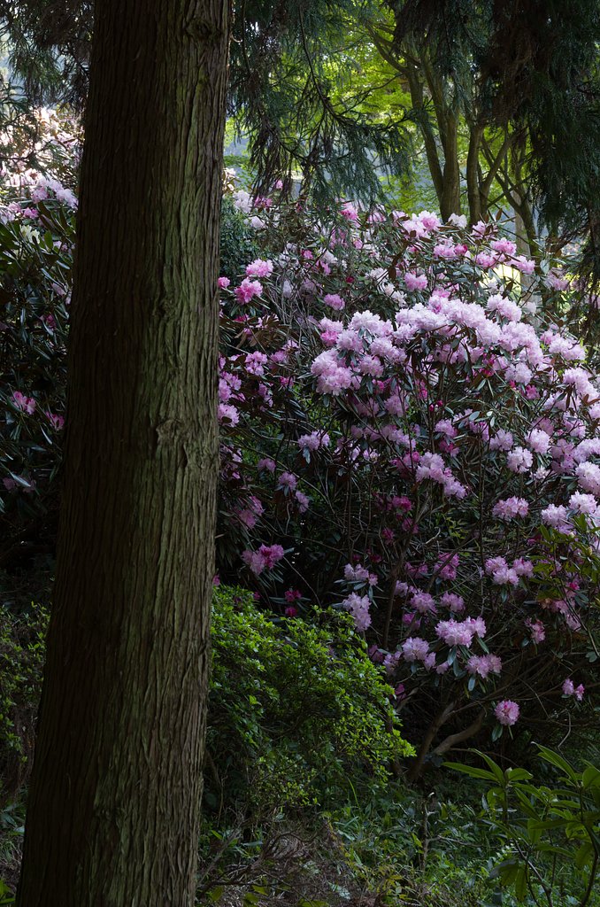 石楠花