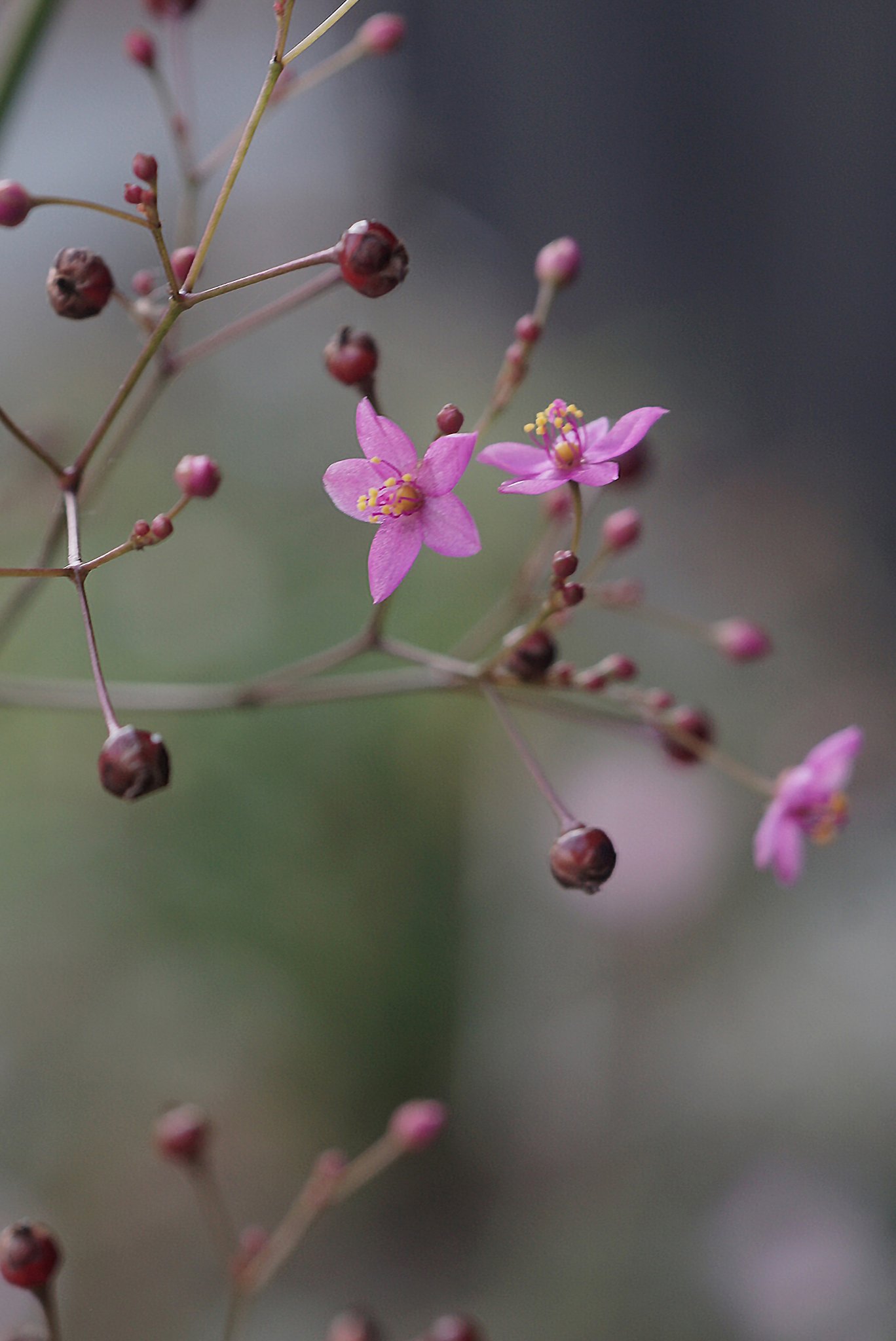 ハゼランの花