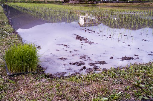 田植え