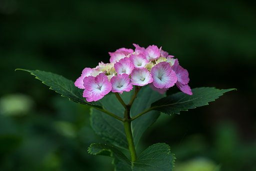 紫陽花