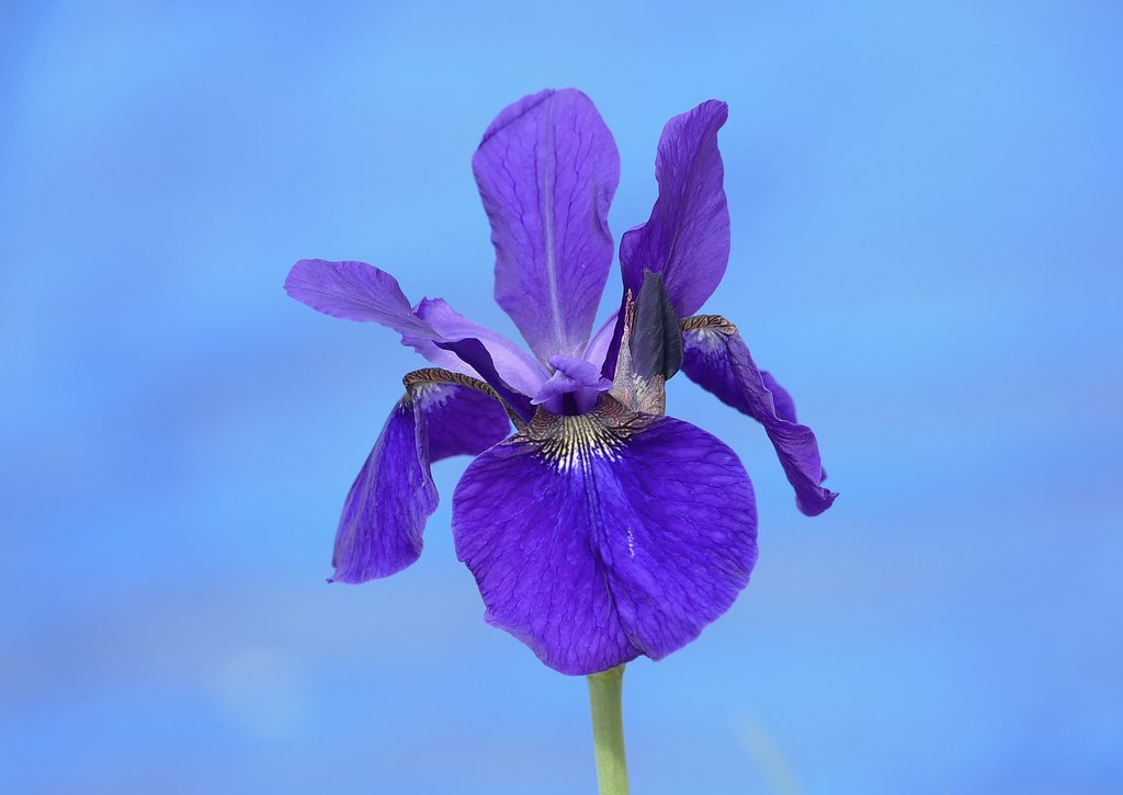 花菖蒲