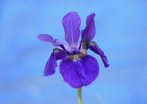 花菖蒲