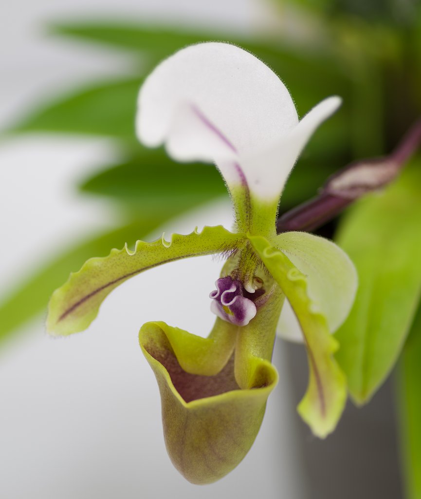 PENTAX-D FA MACRO 100mm F2.8
