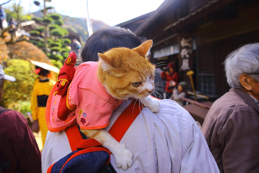猫ちゃん移動中