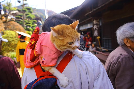 猫ちゃん移動中