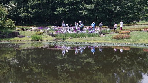 皇居東御苑の花菖蒲