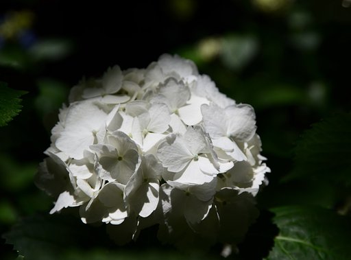 紫陽花
