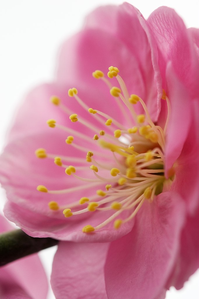 梅花