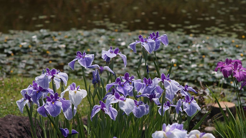 花菖蒲