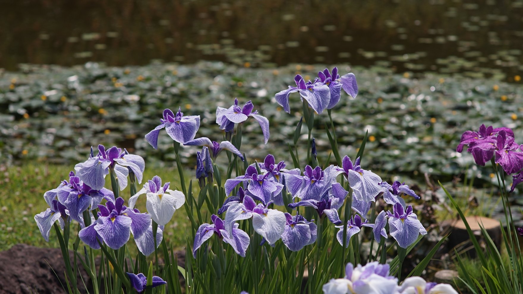 花菖蒲
