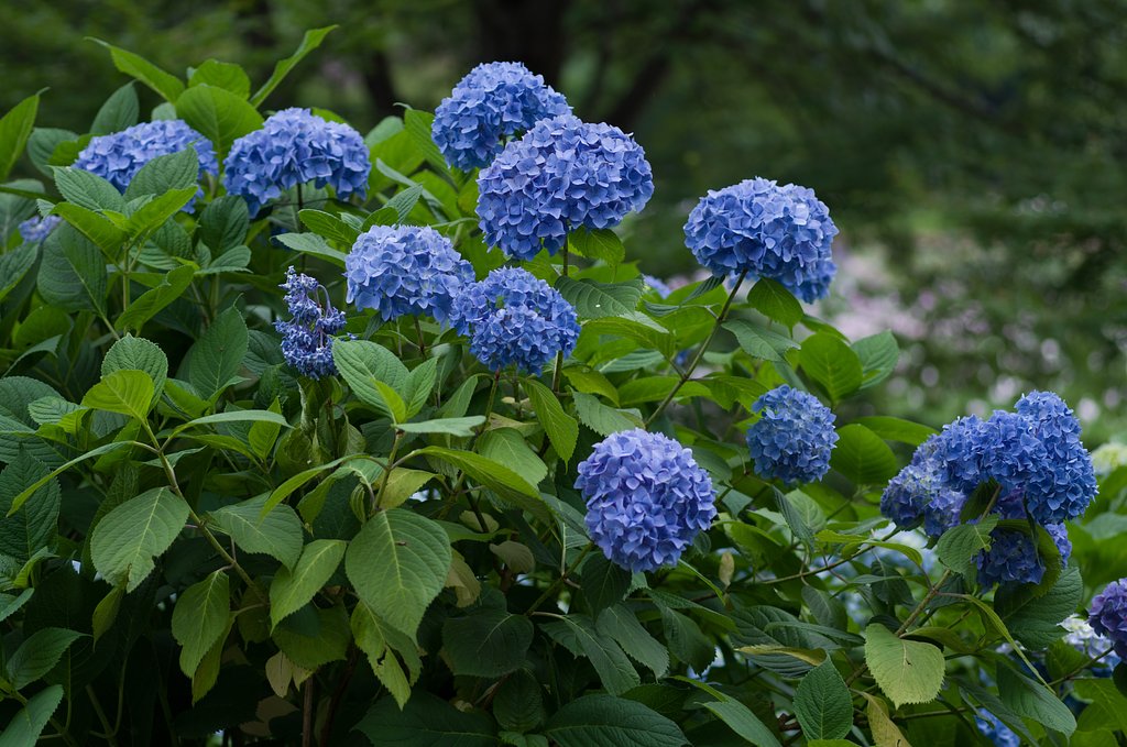 SIGMA MACRO 70mm F2.8
