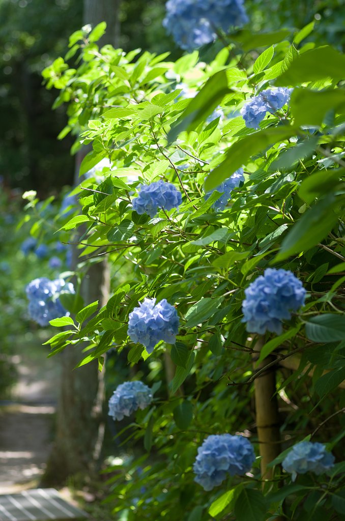 夏は来ぬ