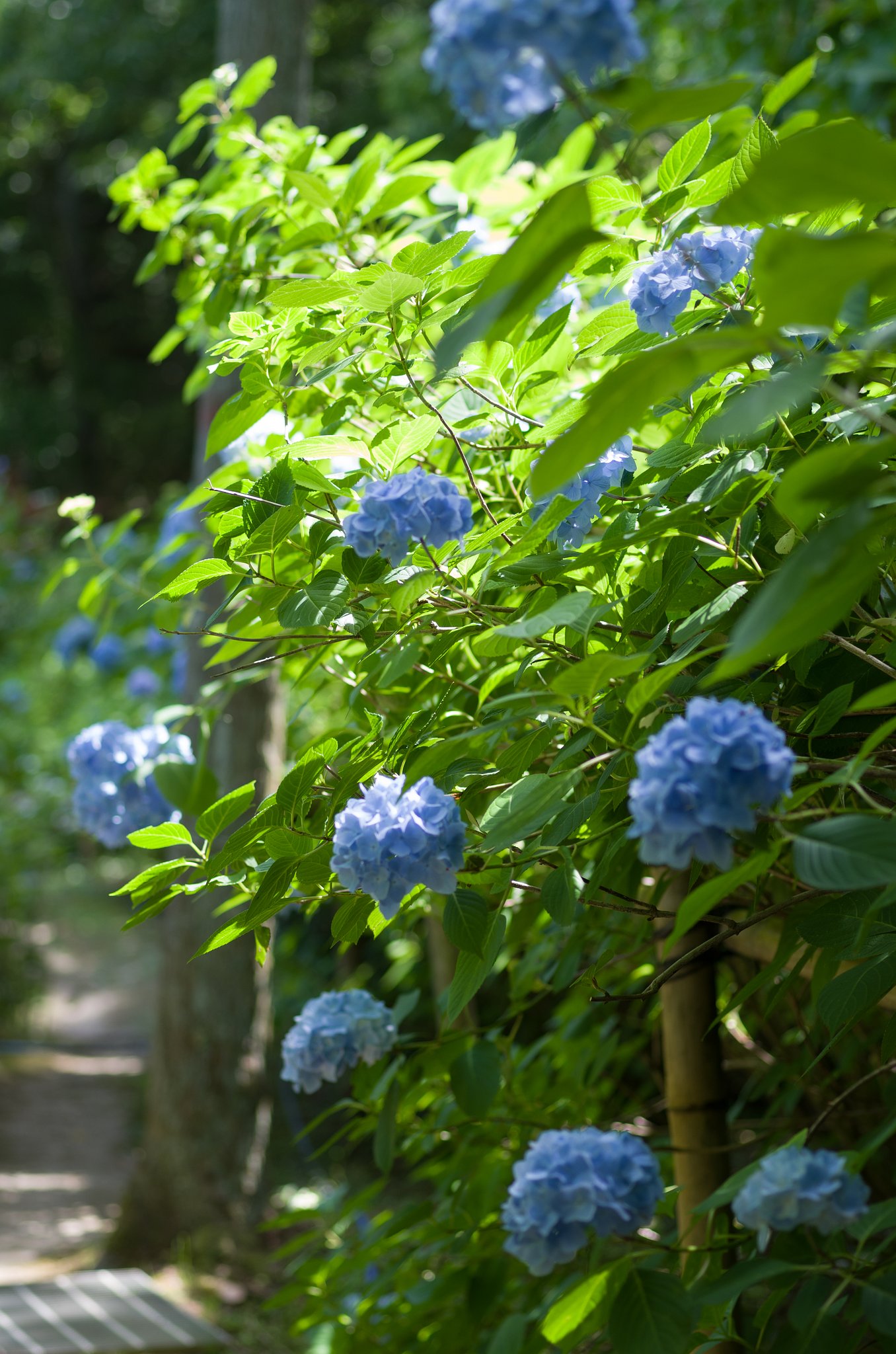 夏は来ぬ