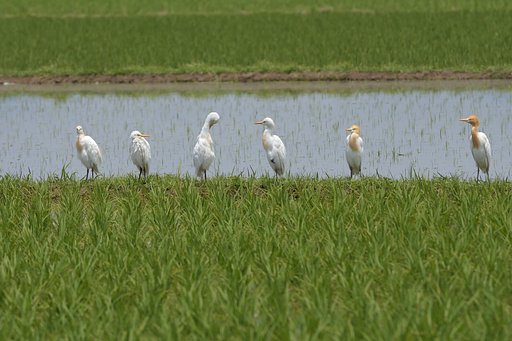 アマサギ