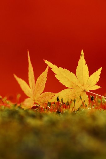 【色】10月お題「命」投稿作品からお題係が選んだ５点
