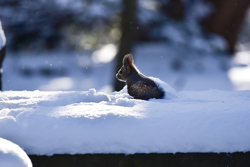 雪遊び