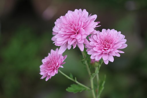 Canon  EF100㎜F2.8　macro
