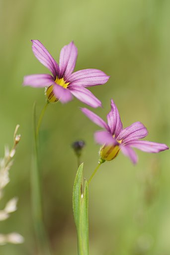 庭石菖
