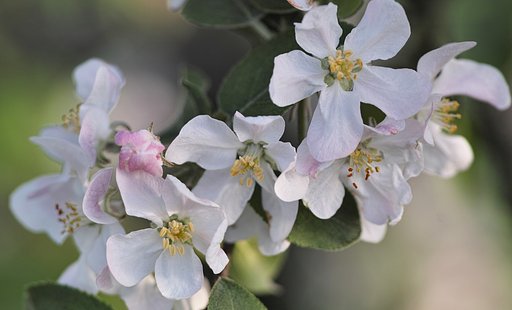 リンゴの花