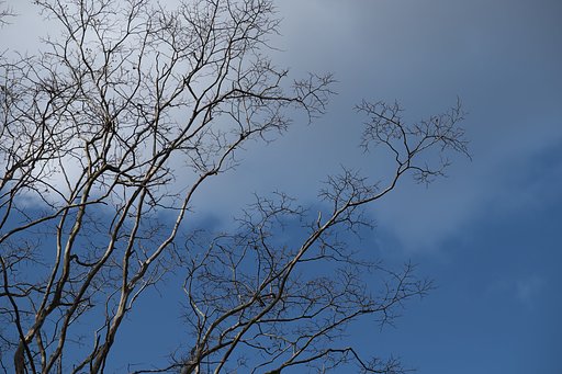 晩秋
