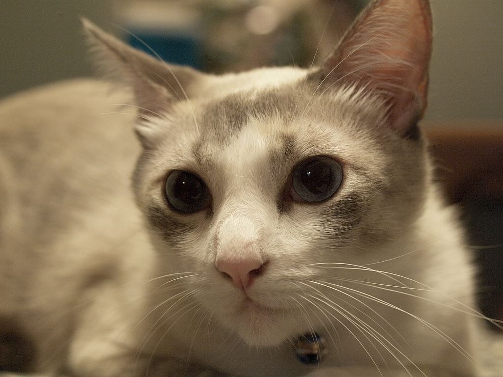 我が家の猫その1