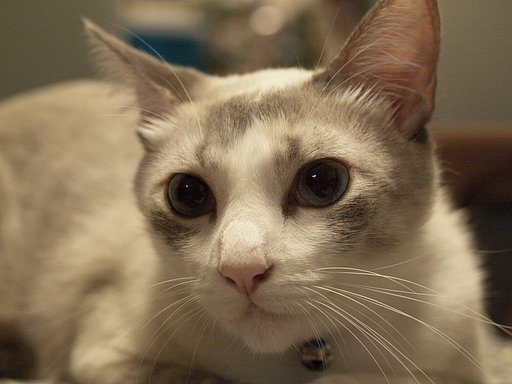 我が家の猫その1
