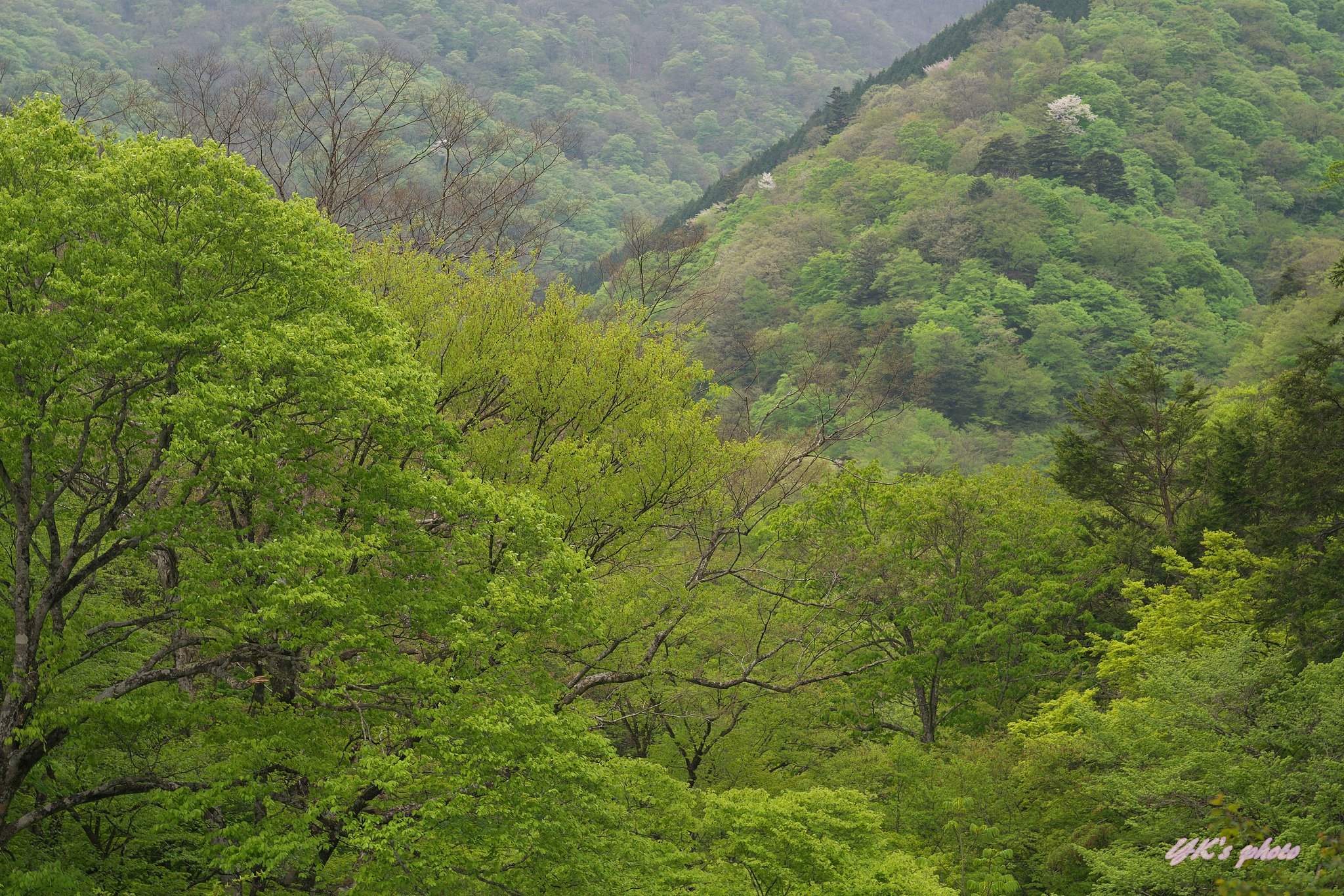 山桜