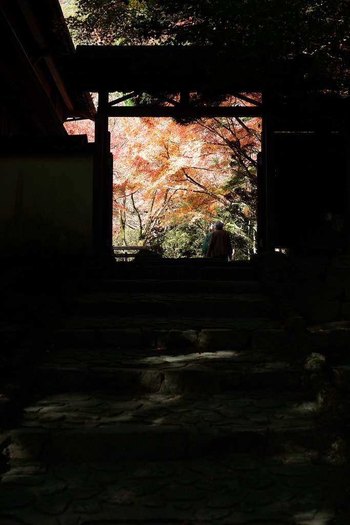 Y/C P50mmF1.4 