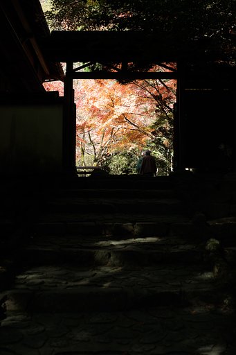 Y/C P50mmF1.4 