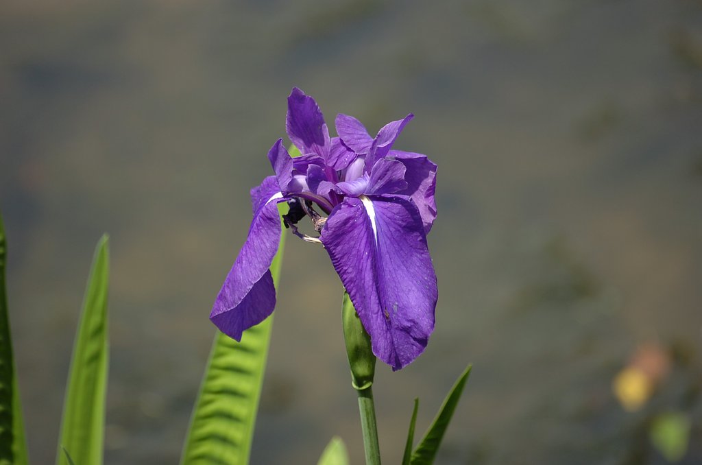 カキツバタ