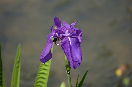 カキツバタ