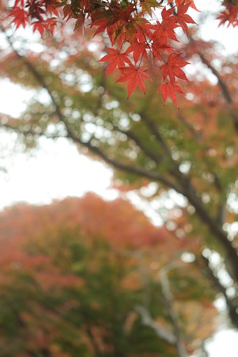 エルマー65mmF3.5 