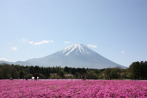 富士芝桜まつり