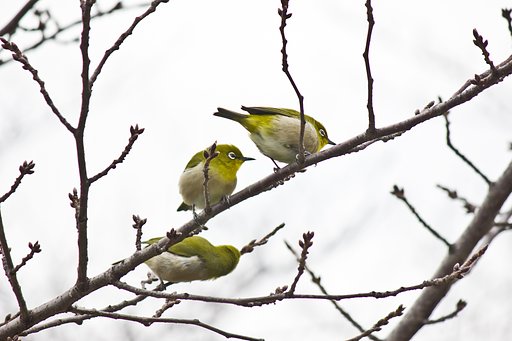 昔photo「梅のころの桜ジローたち」