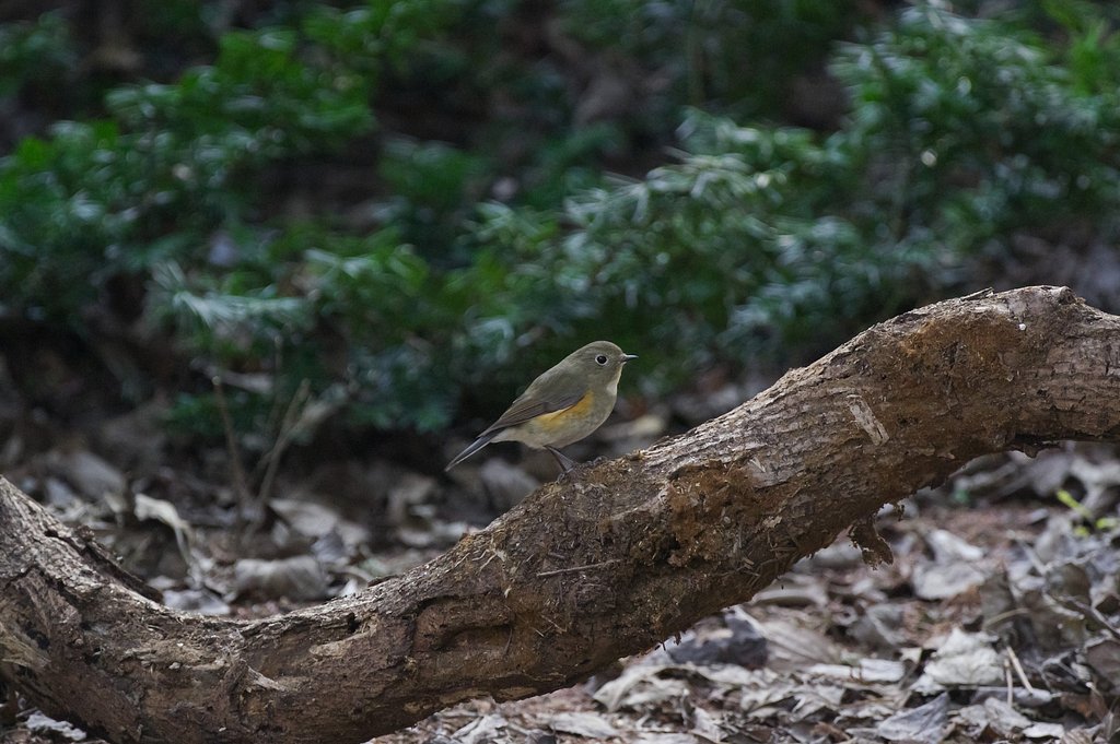 ルリビタキ♀ ？